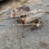 2x Antique Wheelbarrow Yard Art / Decor - Image 5